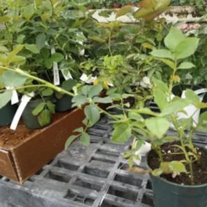 Arctic Blue Floribunda Rose Live Plant – Cold Hardy – 4 inch Pot - Image 2