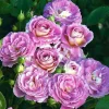 Arctic Blue Floribunda Rose Live Plant – Cold Hardy – 4 inch Pot - Image 1