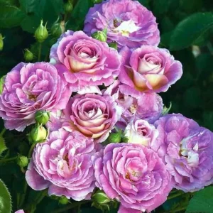 Arctic Blue Floribunda Rose Live Plant – Cold Hardy – 4 inch Pot - Image 1