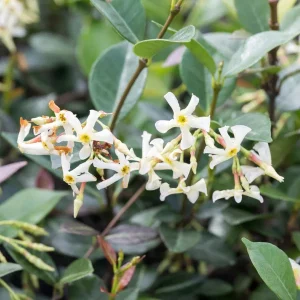 Asiatic Jasmine Green Live Plant – Set of 2 – 4 Inch Pots – Outdoor Groundcover - Image 2