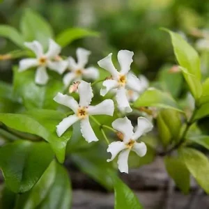 Asiatic Jasmine Green Live Plant – Set of 2 – 4 Inch Pots – Outdoor Groundcover - Image 3