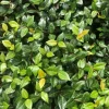 Asiatic Jasmine Green Live Plant – Set of 2 – 4 Inch Pots – Outdoor Groundcover - Image 1