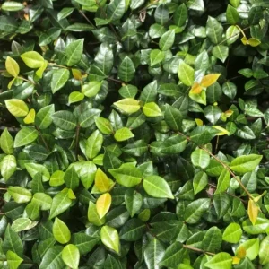 Asiatic Jasmine Green Live Plant – Set of 2 – 4 Inch Pots – Outdoor Groundcover - Image 1