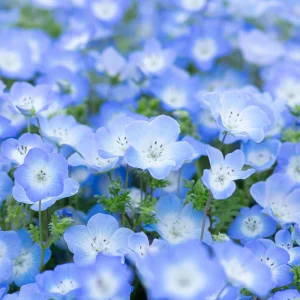 Baby Blue Eyes Seeds (Nemophila menziesii) – 30 Seeds – Soft Blue Spring Annual for Partial Shade Gardens - Image 10