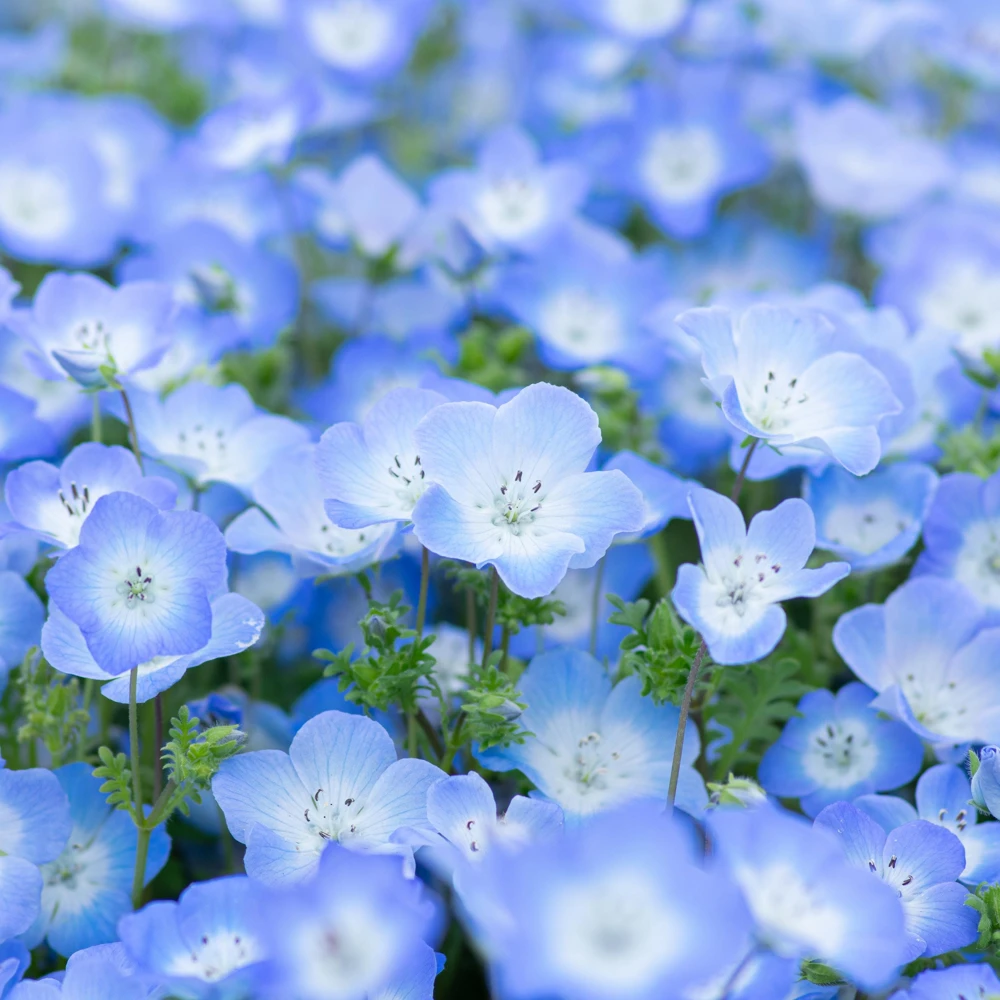 Baby Blue Eyes Seeds (Nemophila menziesii) – 30 Seeds – Soft Blue Spring Annual for Partial Shade Gardens - Image 10