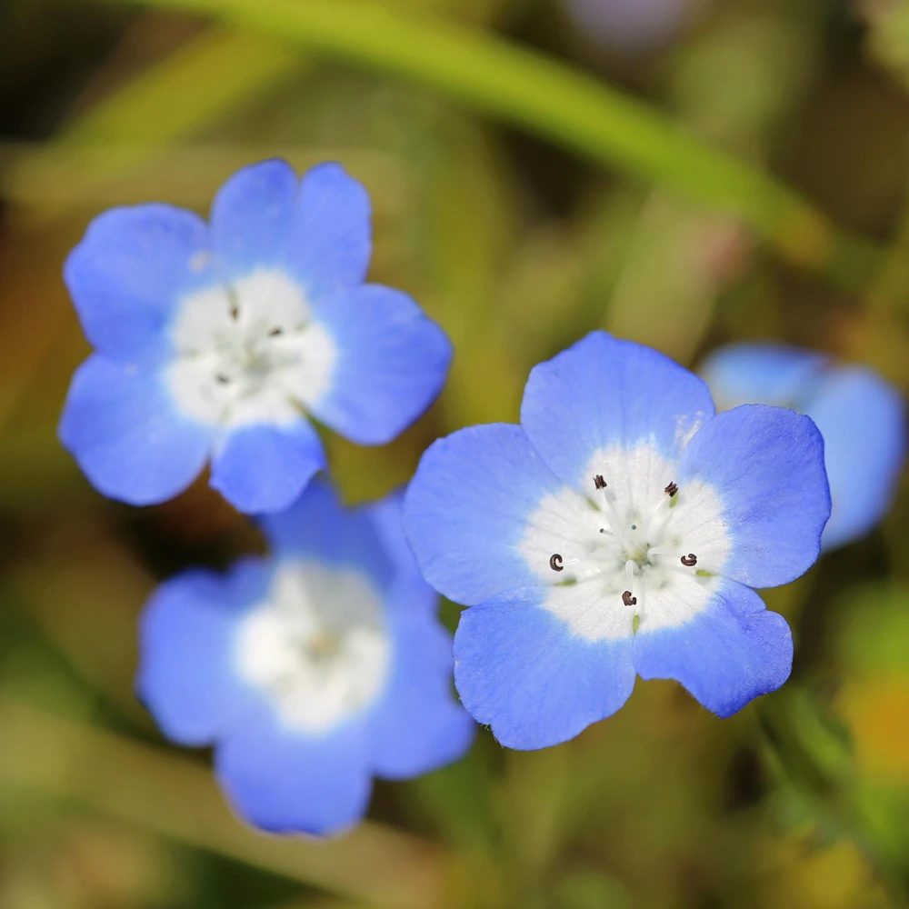Baby Blue Eyes Seeds (Nemophila menziesii) – 30 Seeds – Soft Blue Spring Annual for Partial Shade Gardens - Image 11
