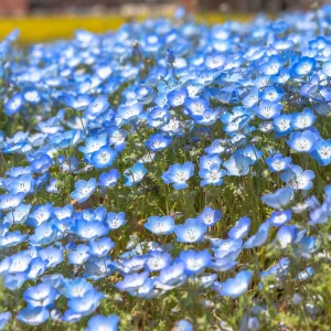 Baby Blue Eyes Seeds (Nemophila menziesii) – 30 Seeds – Soft Blue Spring Annual for Partial Shade Gardens - Image 12