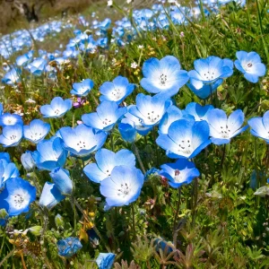 Baby Blue Eyes Seeds (Nemophila menziesii) – 30 Seeds – Soft Blue Spring Annual for Partial Shade Gardens - Image 13
