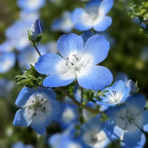 Baby Blue Eyes Seeds (Nemophila menziesii) – 30 Seeds – Soft Blue Spring Annual for Partial Shade Gardens - Image 14