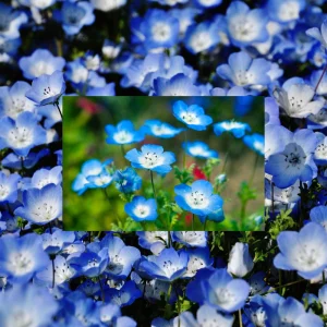 Baby Blue Eyes Seeds (Nemophila menziesii) – 30 Seeds – Soft Blue Spring Annual for Partial Shade Gardens - Image 2