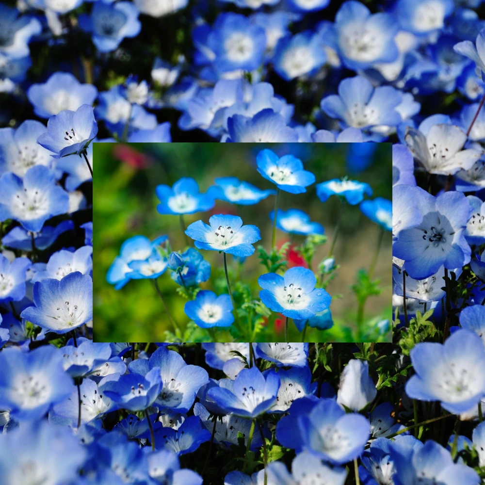 Baby Blue Eyes Seeds (Nemophila menziesii) – 30 Seeds – Soft Blue Spring Annual for Partial Shade Gardens - Image 2