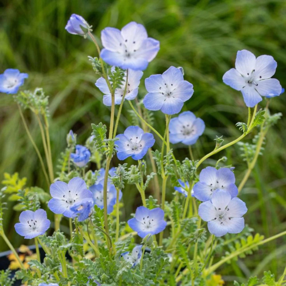 Baby Blue Eyes Seeds (Nemophila menziesii) – 30 Seeds – Soft Blue Spring Annual for Partial Shade Gardens - Image 3