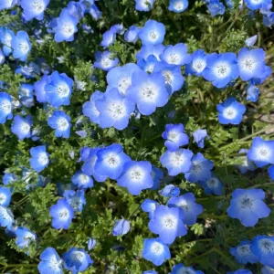 Baby Blue Eyes Seeds (Nemophila menziesii) – 30 Seeds – Soft Blue Spring Annual for Partial Shade Gardens - Image 4