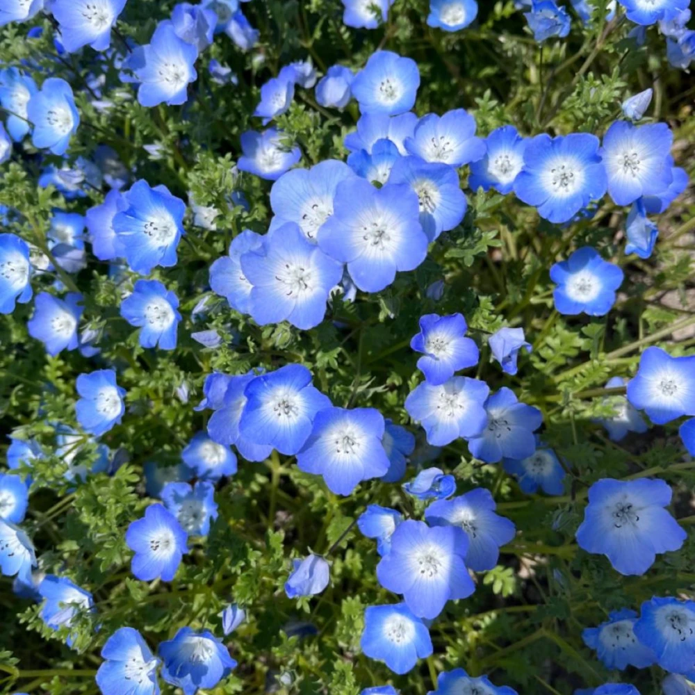 Baby Blue Eyes Seeds (Nemophila menziesii) – 30 Seeds – Soft Blue Spring Annual for Partial Shade Gardens - Image 4