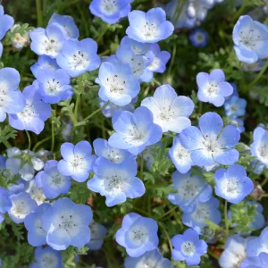 Baby Blue Eyes Seeds (Nemophila menziesii) – 30 Seeds – Soft Blue Spring Annual for Partial Shade Gardens - Image 5