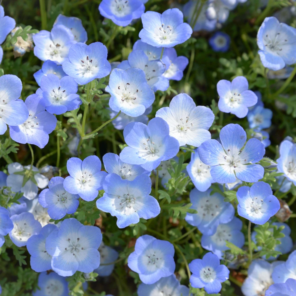 Baby Blue Eyes Seeds (Nemophila menziesii) – 30 Seeds – Soft Blue Spring Annual for Partial Shade Gardens - Image 5
