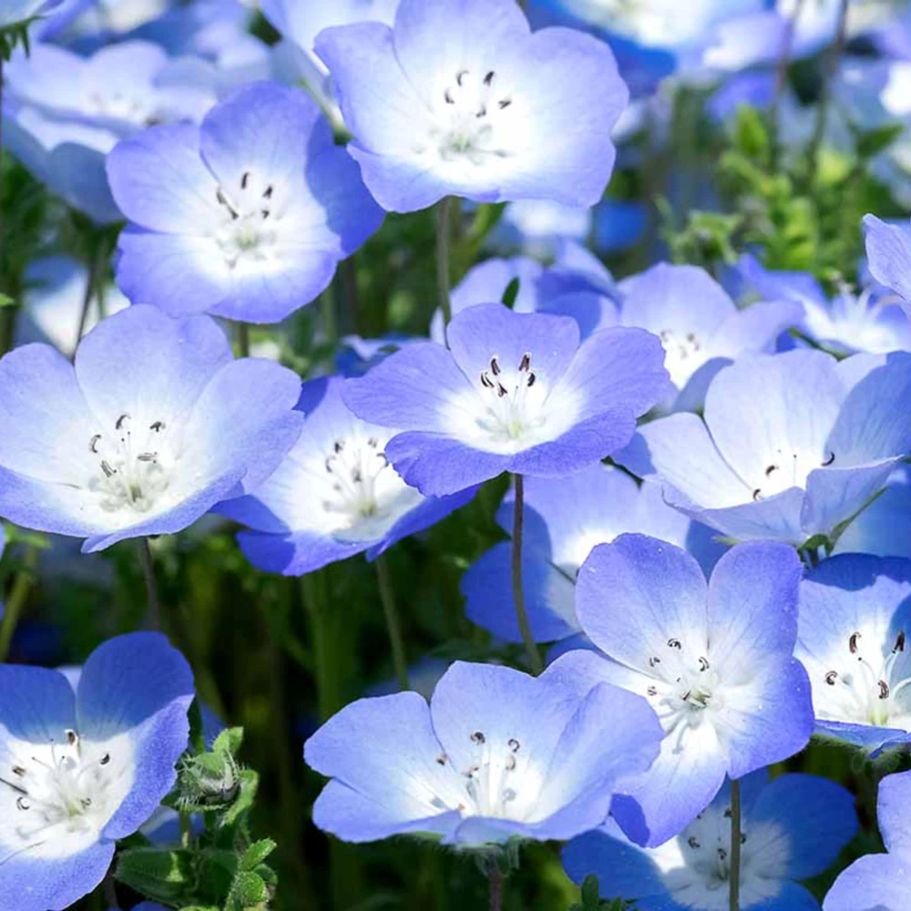 Baby Blue Eyes Seeds (Nemophila menziesii) – 30 Seeds – Soft Blue Spring Annual for Partial Shade Gardens - Image 6