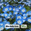 Baby Blue Eyes Seeds (Nemophila menziesii) – 30 Seeds – Soft Blue Spring Annual for Partial Shade Gardens - Image 1