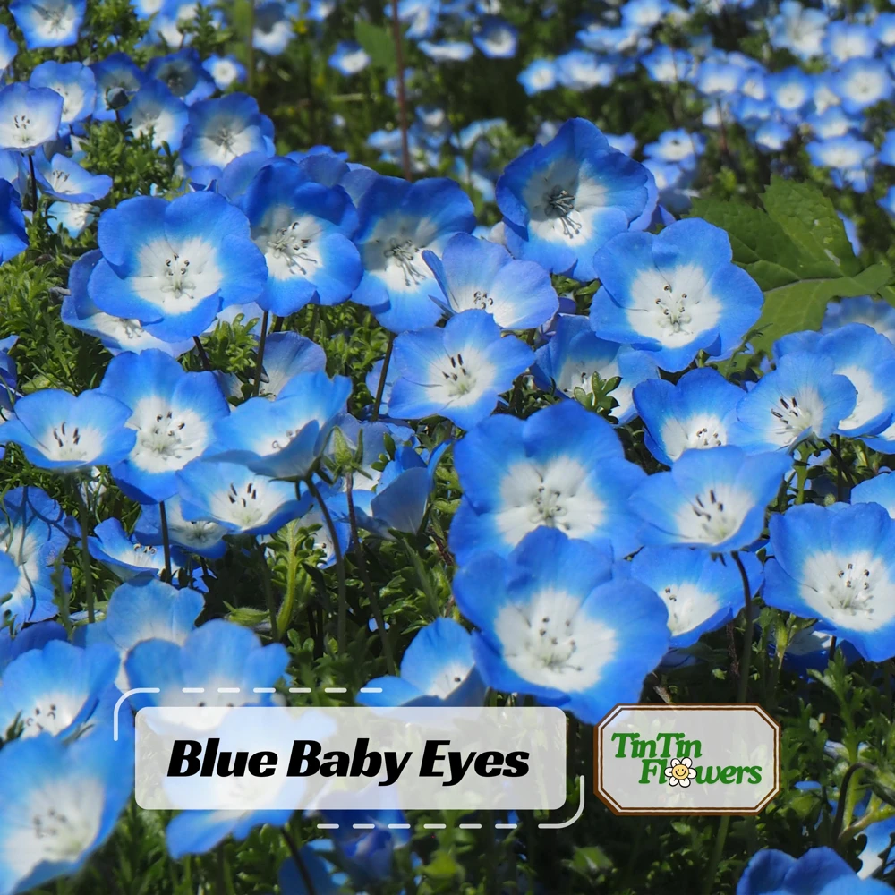 Baby Blue Eyes Seeds (Nemophila menziesii) – 30 Seeds – Soft Blue Spring Annual for Partial Shade Gardens - Image 1