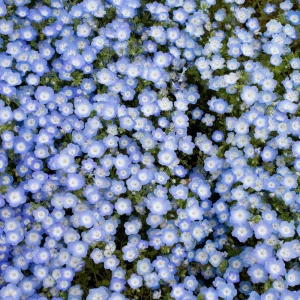 Baby Blue Eyes Seeds (Nemophila menziesii) – 30 Seeds – Soft Blue Spring Annual for Partial Shade Gardens - Image 7