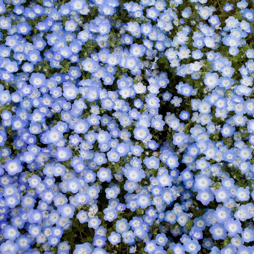 Baby Blue Eyes Seeds (Nemophila menziesii) – 30 Seeds – Soft Blue Spring Annual for Partial Shade Gardens - Image 7