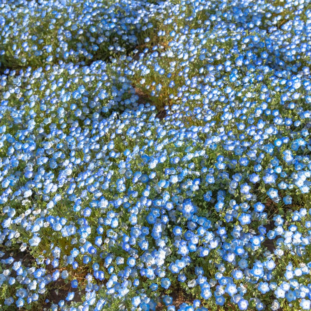 Baby Blue Eyes Seeds (Nemophila menziesii) – 30 Seeds – Soft Blue Spring Annual for Partial Shade Gardens - Image 8
