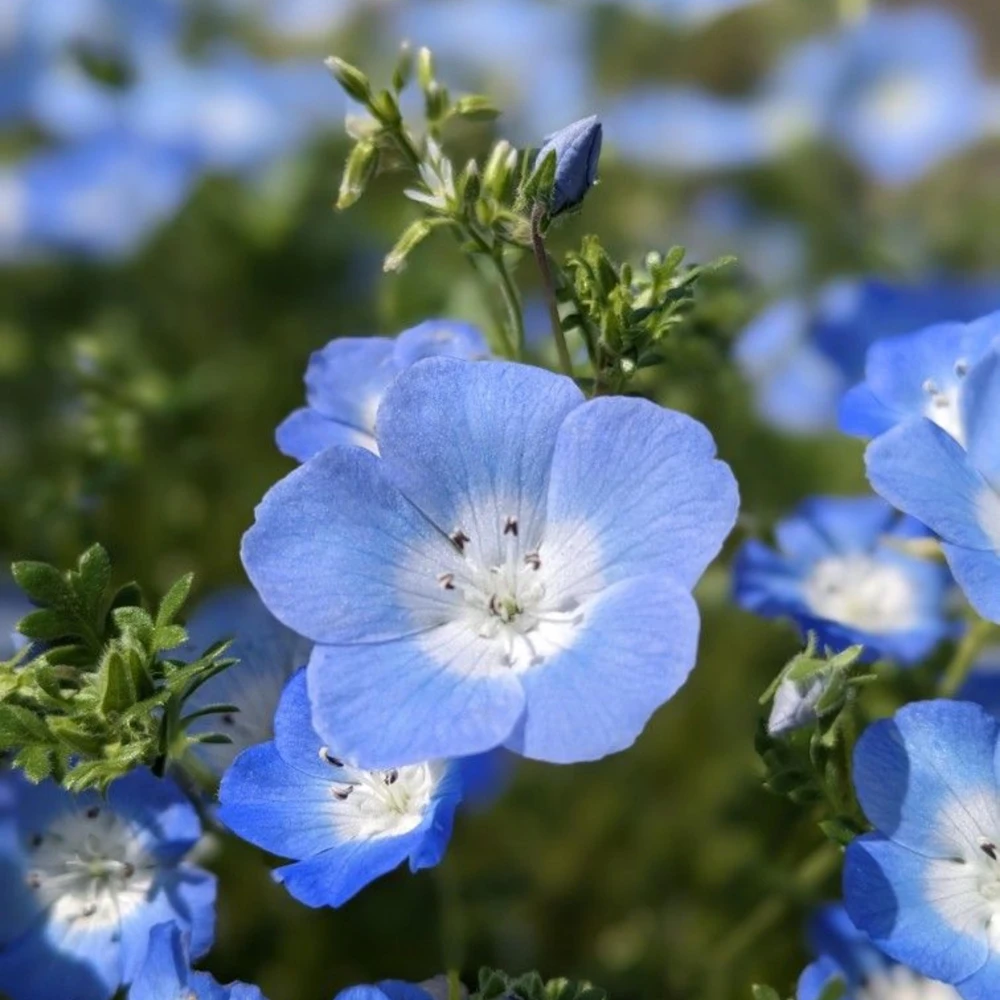 Baby Blue Eyes Seeds (Nemophila menziesii) – 30 Seeds – Soft Blue Spring Annual for Partial Shade Gardens - Image 9