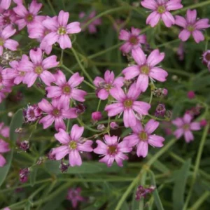 Baby's Breath Seeds - Gypsophila fastigiata Mix - Drought Tolerant - 30 Seeds - Image 10