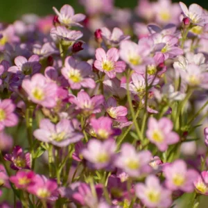 Baby's Breath Seeds - Gypsophila fastigiata Mix - Drought Tolerant - 30 Seeds - Image 11