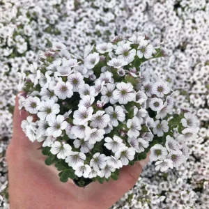 Baby's Breath Seeds - Gypsophila fastigiata Mix - Drought Tolerant - 30 Seeds - Image 13
