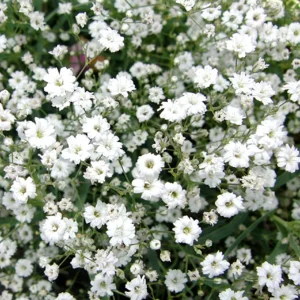 Baby's Breath Seeds - Gypsophila fastigiata Mix - Drought Tolerant - 30 Seeds - Image 14