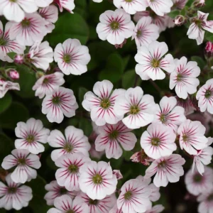 Baby's Breath Seeds - Gypsophila fastigiata Mix - Drought Tolerant - 30 Seeds - Image 2