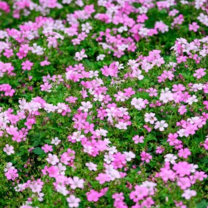 Baby's Breath Seeds - Gypsophila fastigiata Mix - Drought Tolerant - 30 Seeds - Image 5