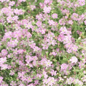 Baby's Breath Seeds - Gypsophila fastigiata Mix - Drought Tolerant - 30 Seeds - Image 6