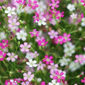 Baby's Breath Seeds - Gypsophila fastigiata Mix - Drought Tolerant - 30 Seeds - Image 7