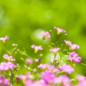 Baby's Breath Seeds - Gypsophila fastigiata Mix - Drought Tolerant - 30 Seeds - Image 8