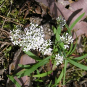 Baby's Breath Seeds - Gypsophila fastigiata Mix - Drought Tolerant - 30 Seeds - Image 9