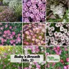 Baby's Breath Seeds - Gypsophila fastigiata Mix - Drought Tolerant - 30 Seeds - Image 1