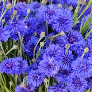 Bachelor Button Seeds - Mixed Cornflower Seeds - 20 Count - Easy Grow Annual - Image 2