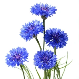 Bachelor Button Seeds - Mixed Cornflower Seeds - 20 Count - Easy Grow Annual - Image 4