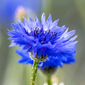 Bachelor Button Seeds - Mixed Cornflower Seeds - 20 Count - Easy Grow Annual - Image 5