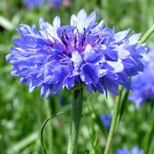 Bachelor Button Seeds - Mixed Cornflower Seeds - 20 Count - Easy Grow Annual - Image 6