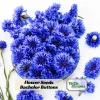 Bachelor Button Seeds - Mixed Cornflower Seeds - 20 Count - Easy Grow Annual - Image 1