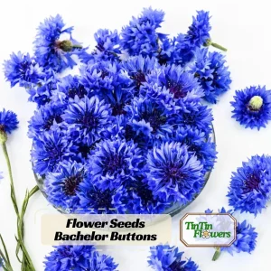 Bachelor Button Seeds - Mixed Cornflower Seeds - 20 Count - Easy Grow Annual - Image 1