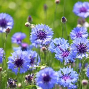 Bachelor Button Seeds - Mixed Cornflower Seeds - 20 Count - Easy Grow Annual - Image 7