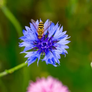Bachelor Button Seeds - Mixed Cornflower Seeds - 20 Count - Easy Grow Annual - Image 8