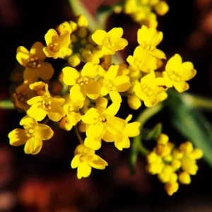 Basket of Gold Alyssum Seeds - Aurinia saxatilis - Hardy Yellow Perennial Flower - 20 Seeds - Image 2