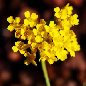 Basket of Gold Alyssum Seeds - Aurinia saxatilis - Hardy Yellow Perennial Flower - 20 Seeds - Image 3