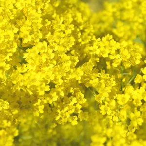 Basket of Gold Alyssum Seeds - Aurinia saxatilis - Hardy Yellow Perennial Flower - 20 Seeds - Image 4