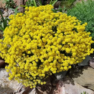 Basket of Gold Alyssum Seeds - Aurinia saxatilis - Hardy Yellow Perennial Flower - 20 Seeds - Image 5